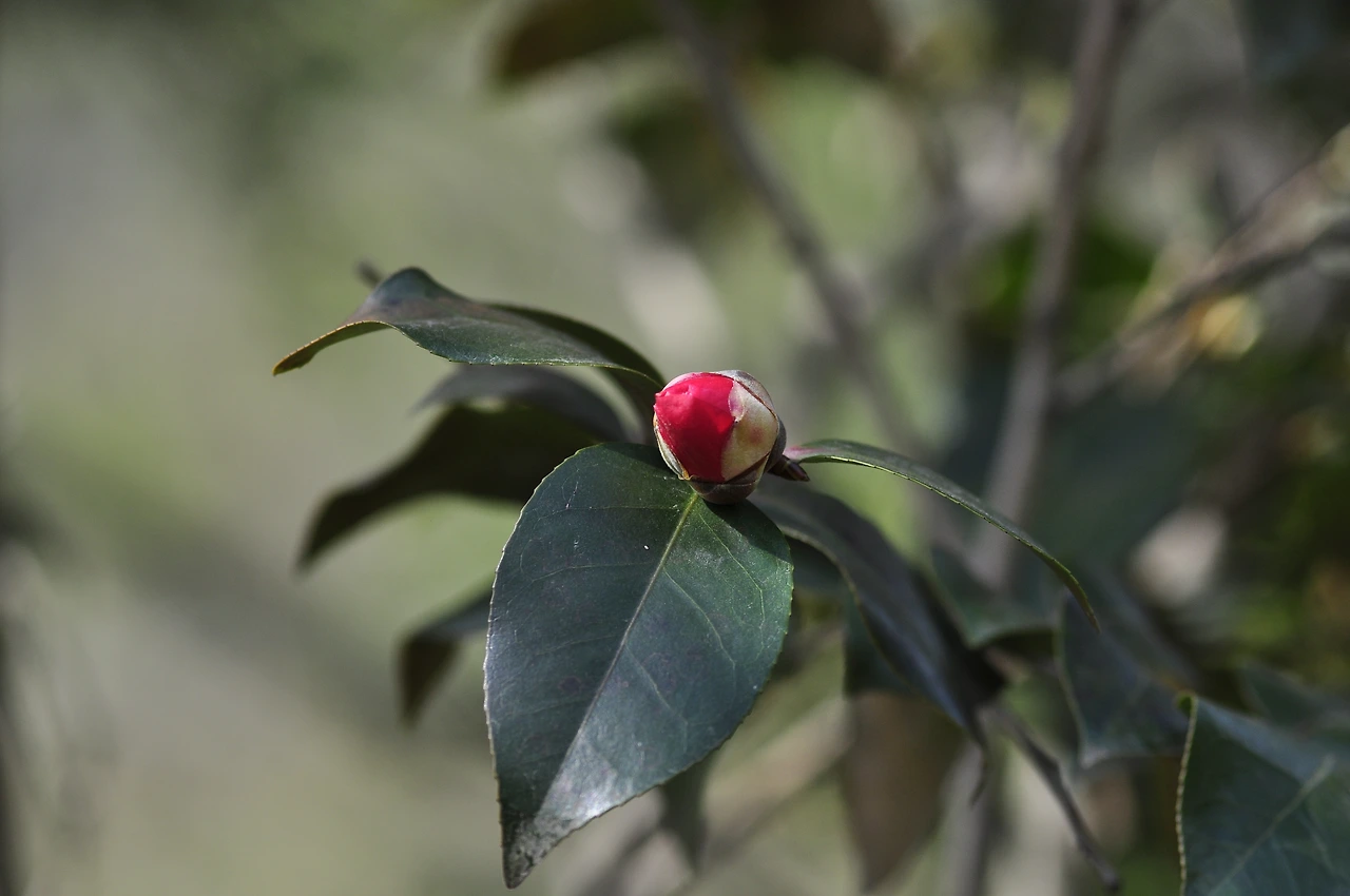 동백나무 (2).JPG