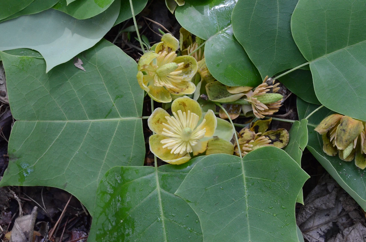 백합나무 (8).JPG