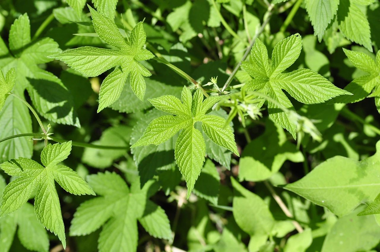 환삼덩굴 (2).JPG