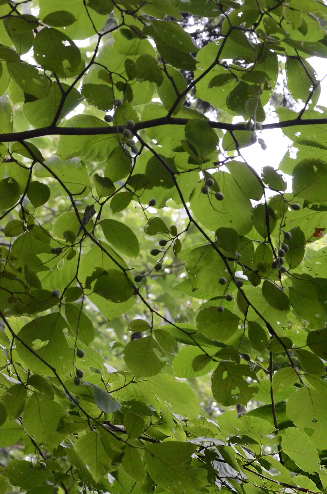 쪽동백나무 (3).JPG