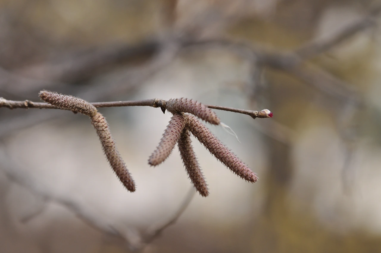 개암나무 (2).JPG