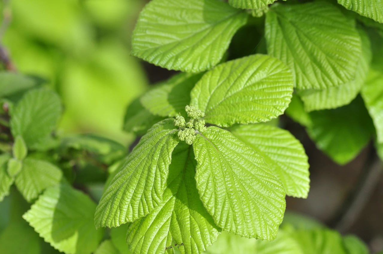 덜꿩나무 (2).JPG