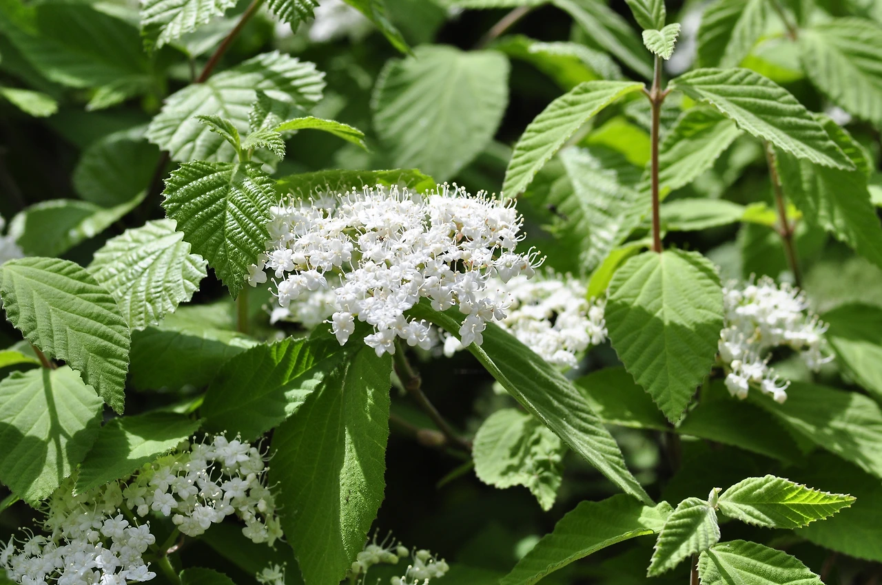 덜꿩나무 (3).JPG