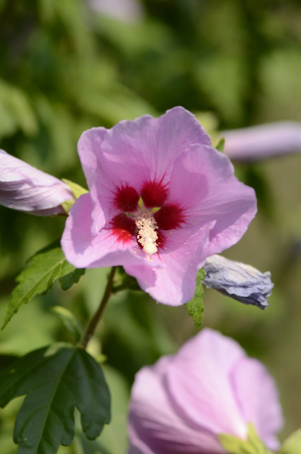 무궁화(Russian Violet).JPG