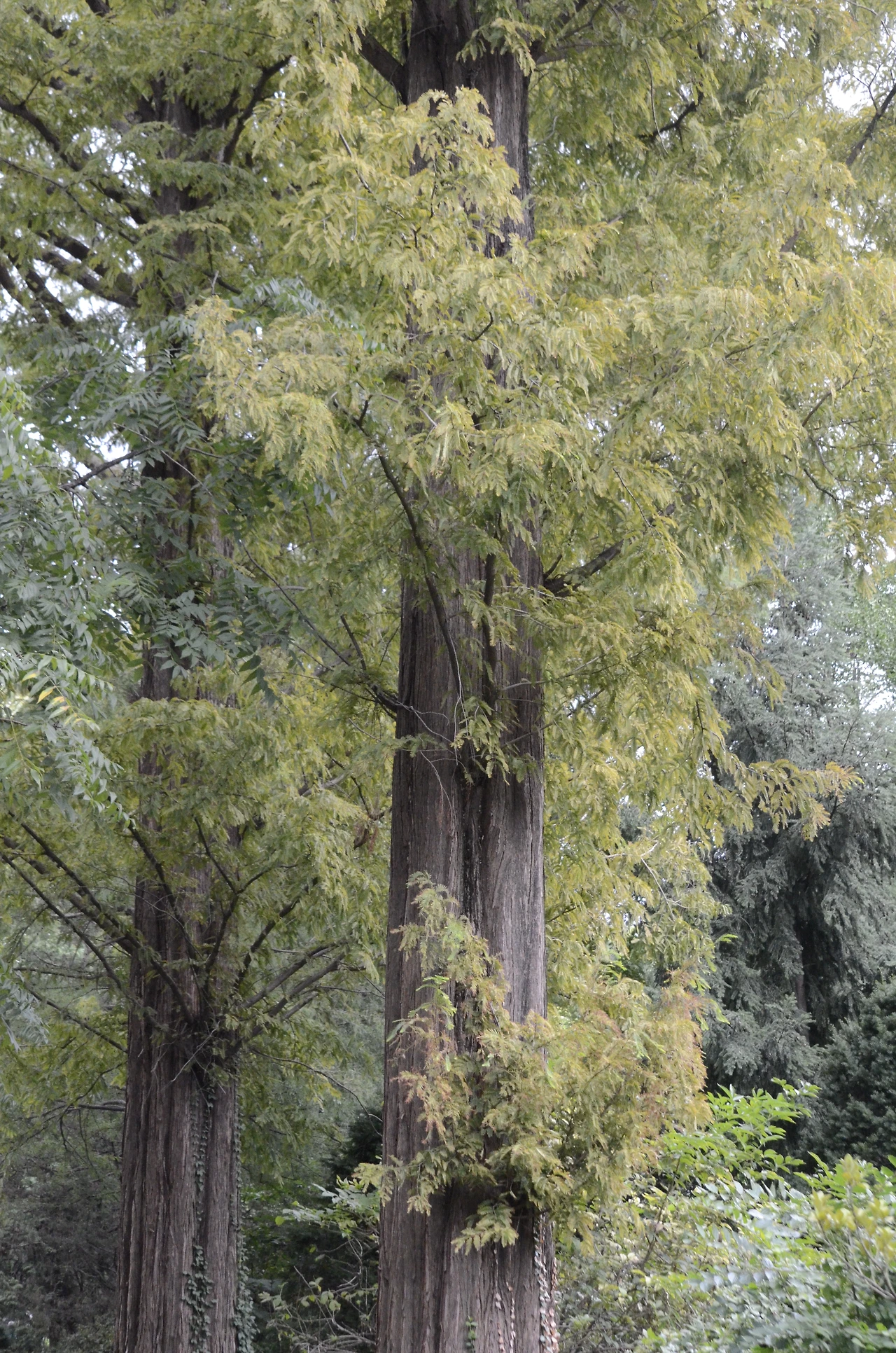 메타세쿼이아 (4).JPG