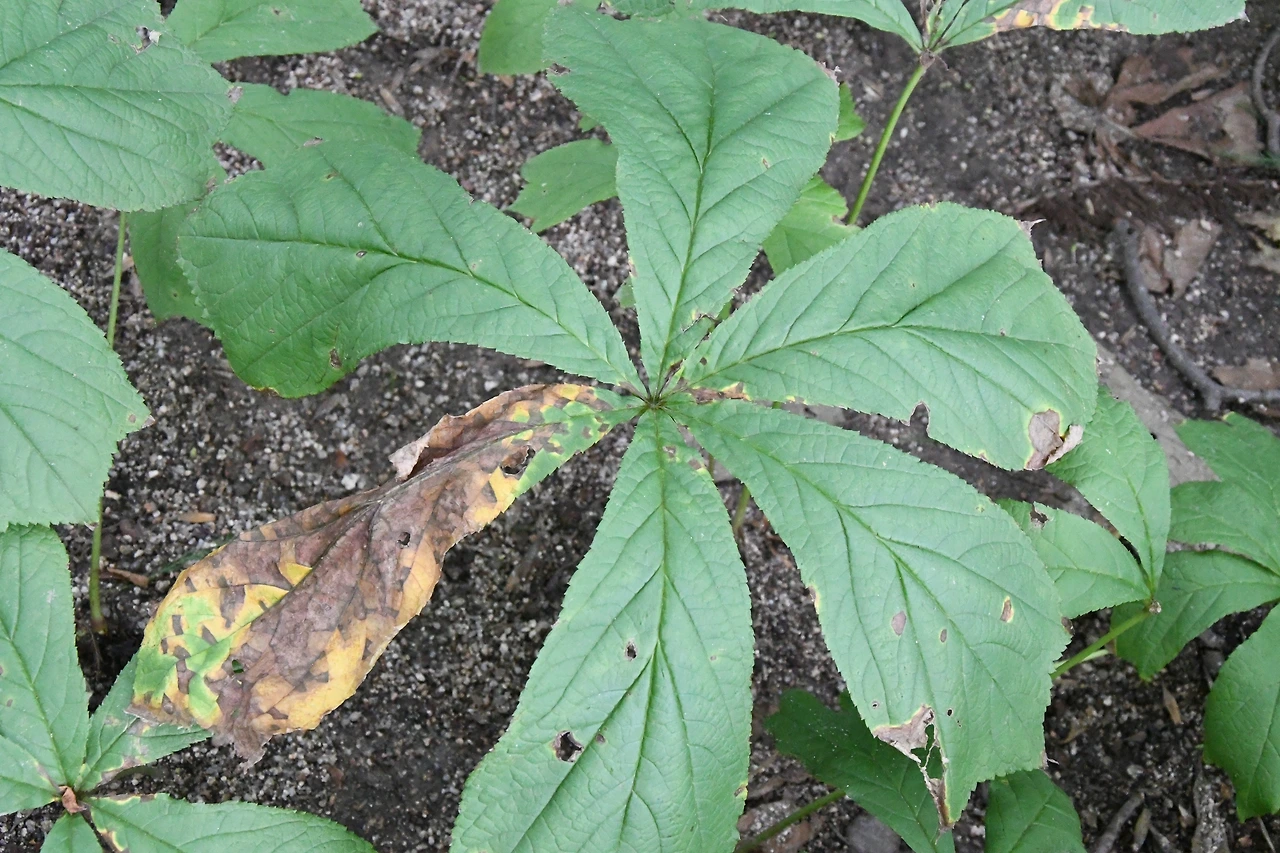 도깨비부채 (5).JPG