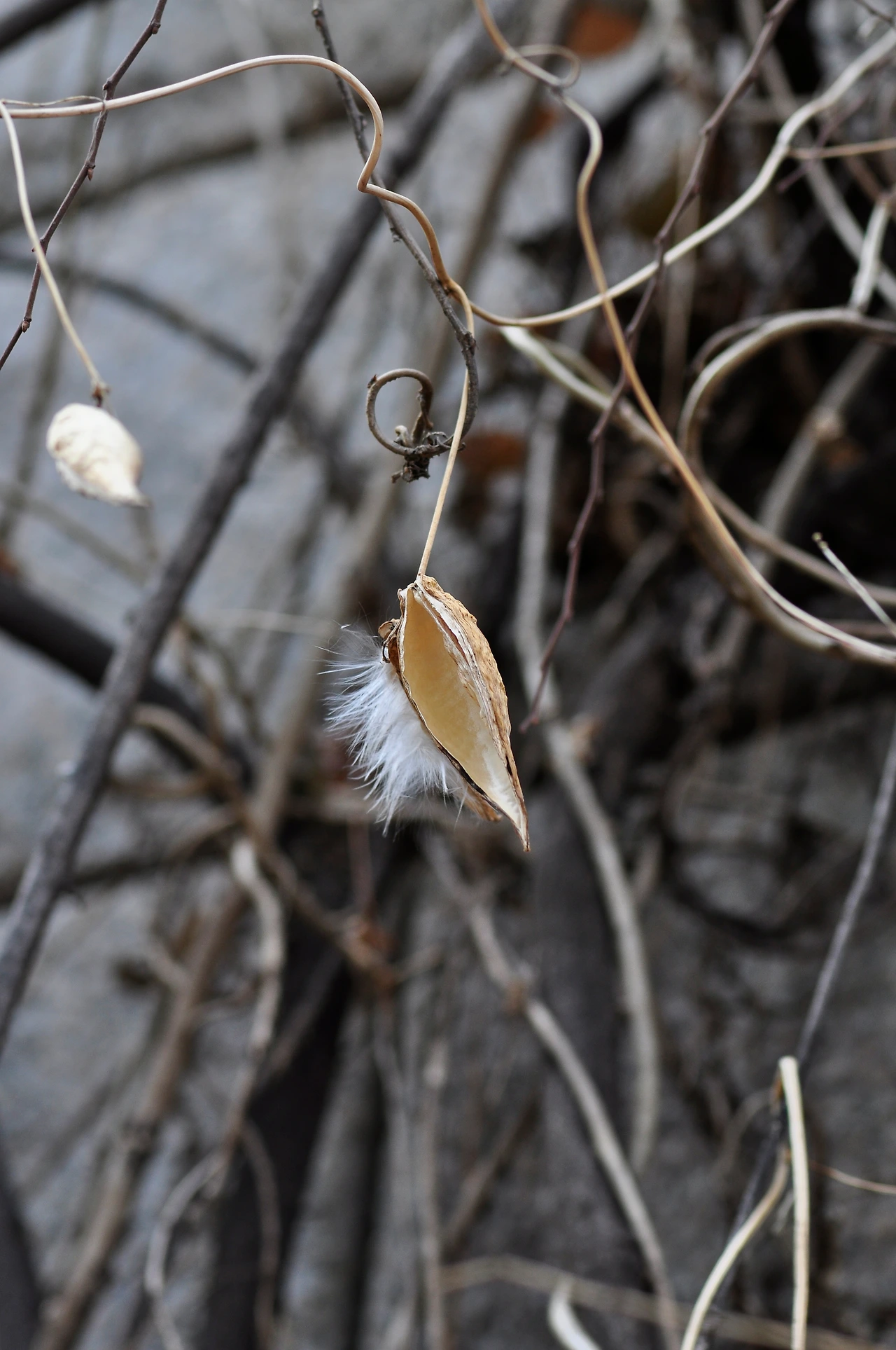 박주가리 (4).JPG