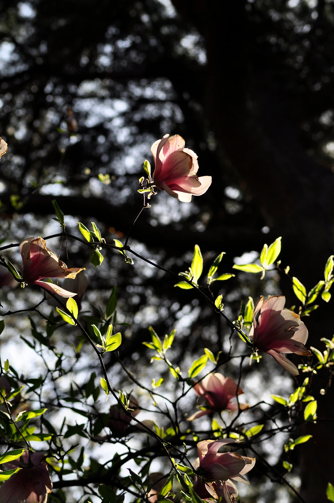 자주목련 (4).JPG