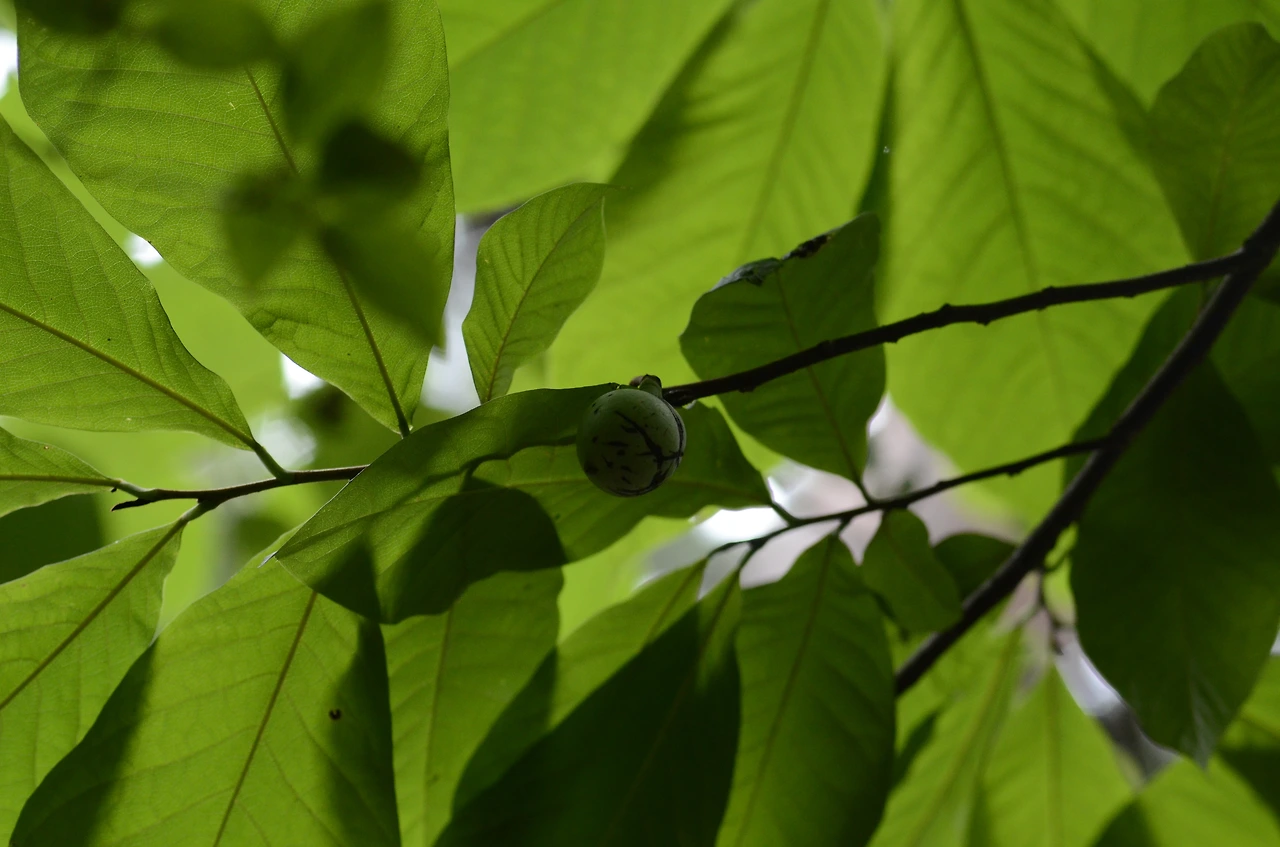 뽀뽀나무 (2).JPG