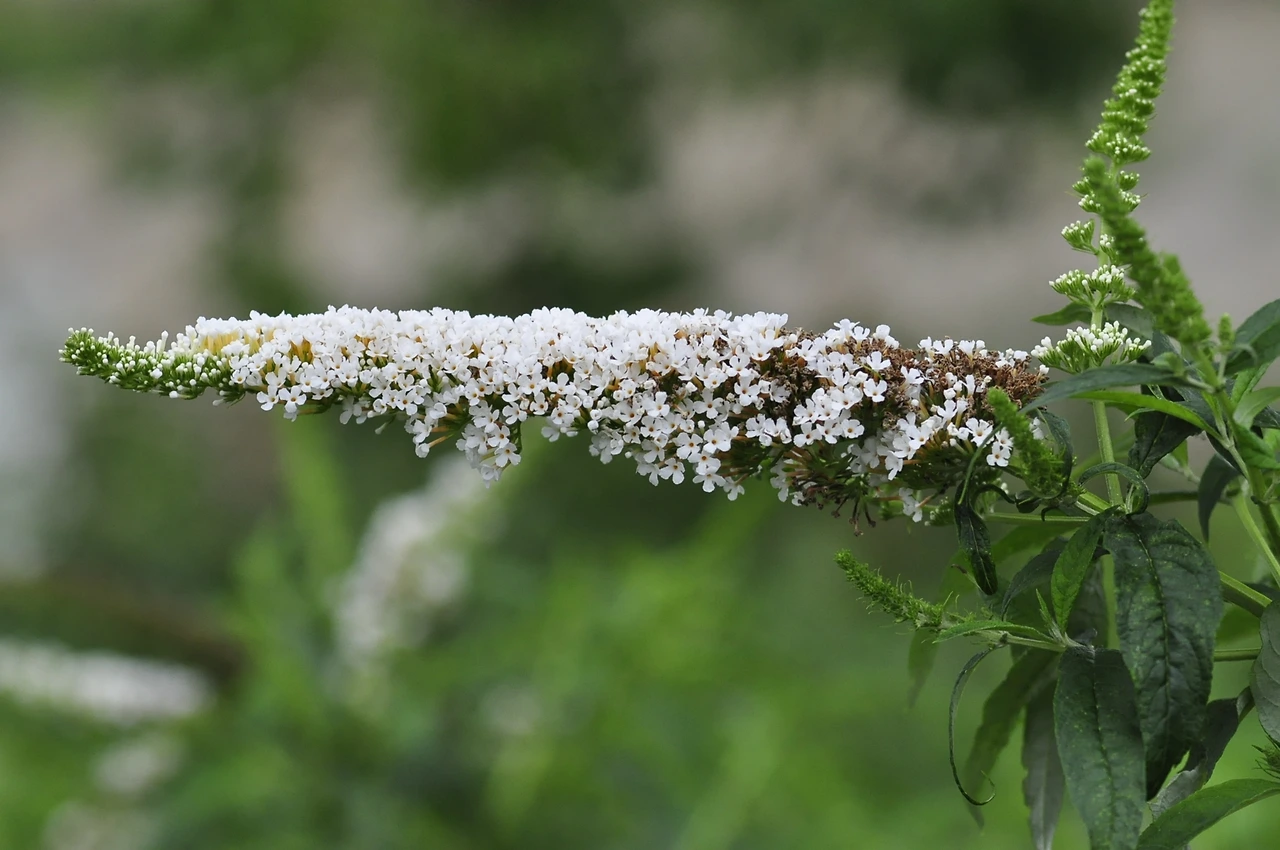 붓들레아 (3).JPG