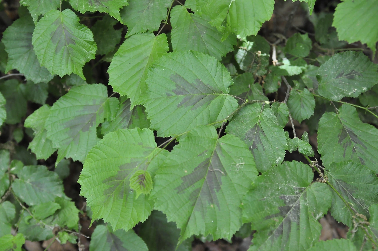 개암나무 (2).JPG