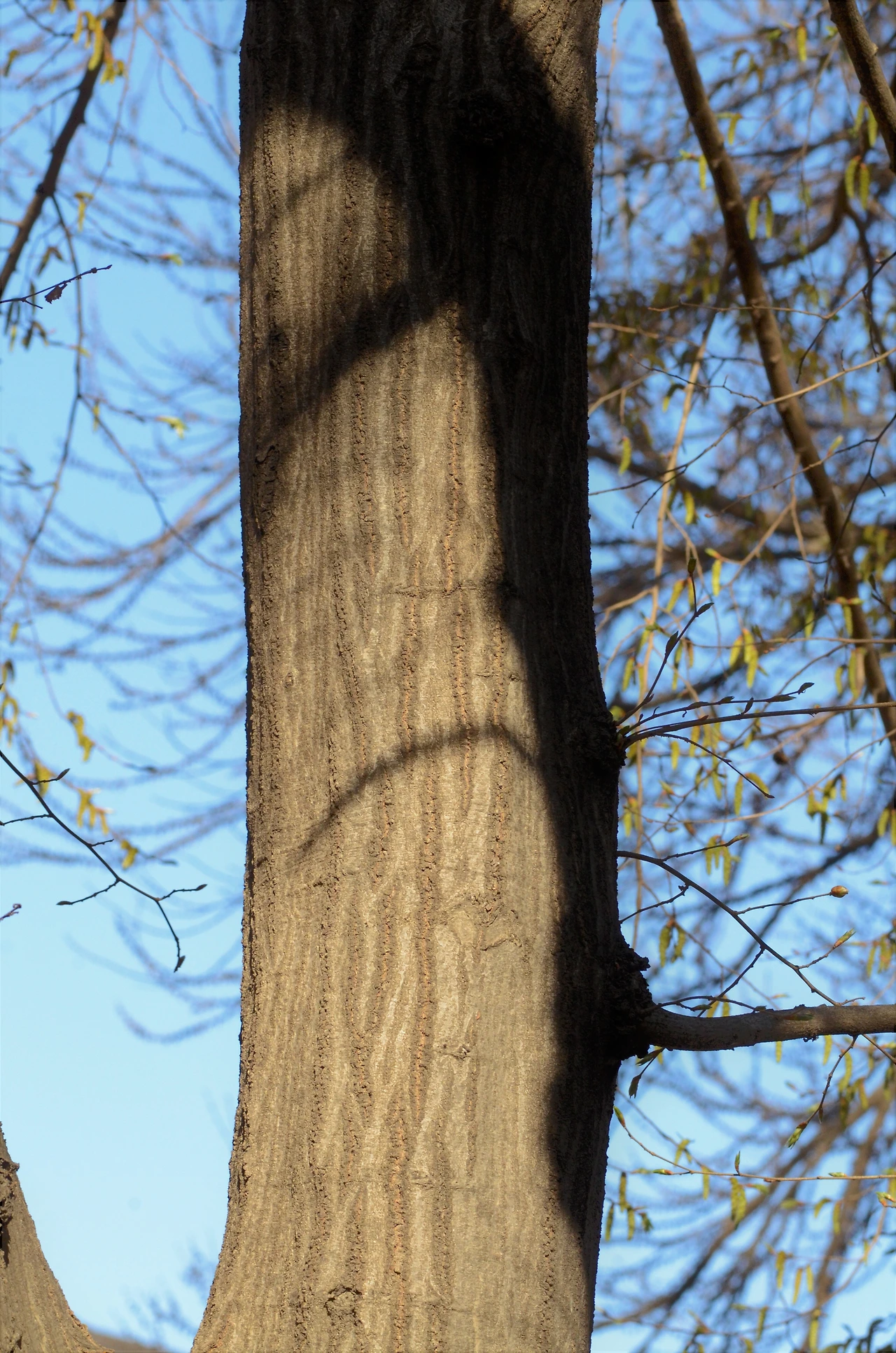 개서어나무 (11).JPG