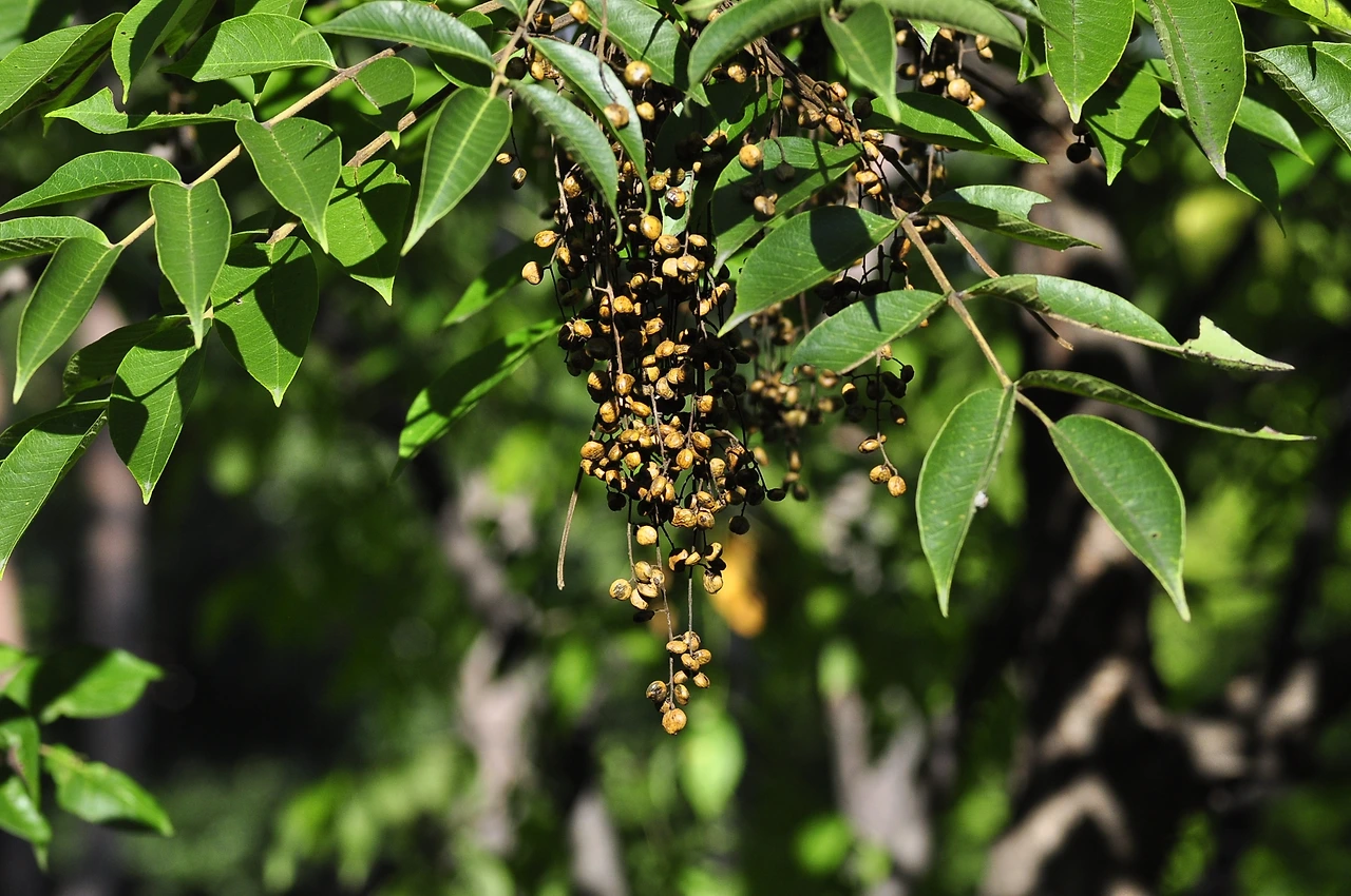 산검양옺나무 (3).JPG