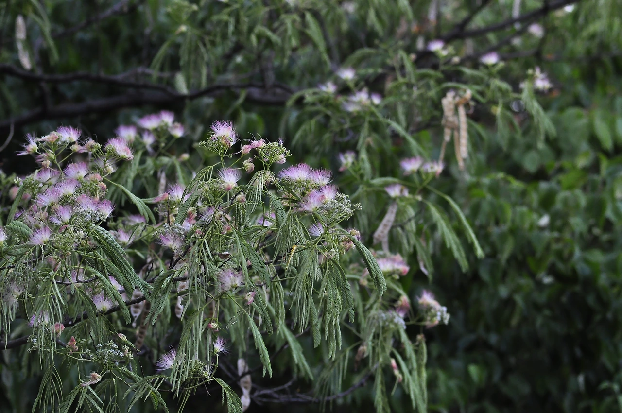 자귀나무 (2).JPG