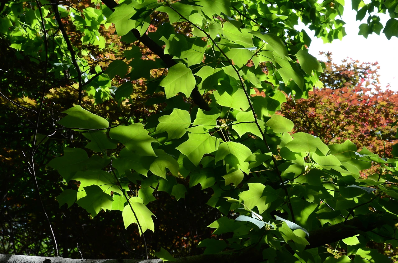 백합나무 (10).JPG