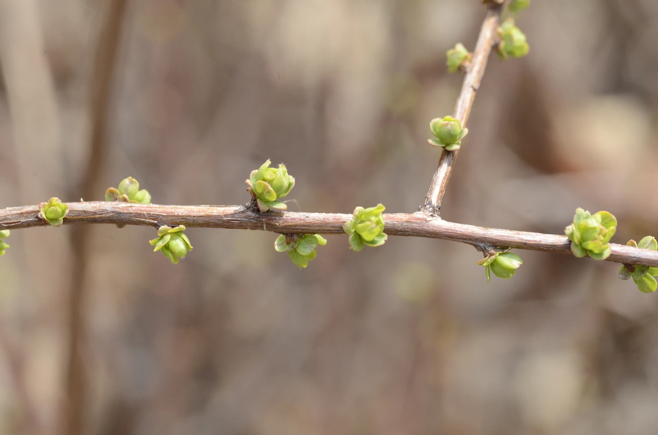 조팝나무 (2).JPG