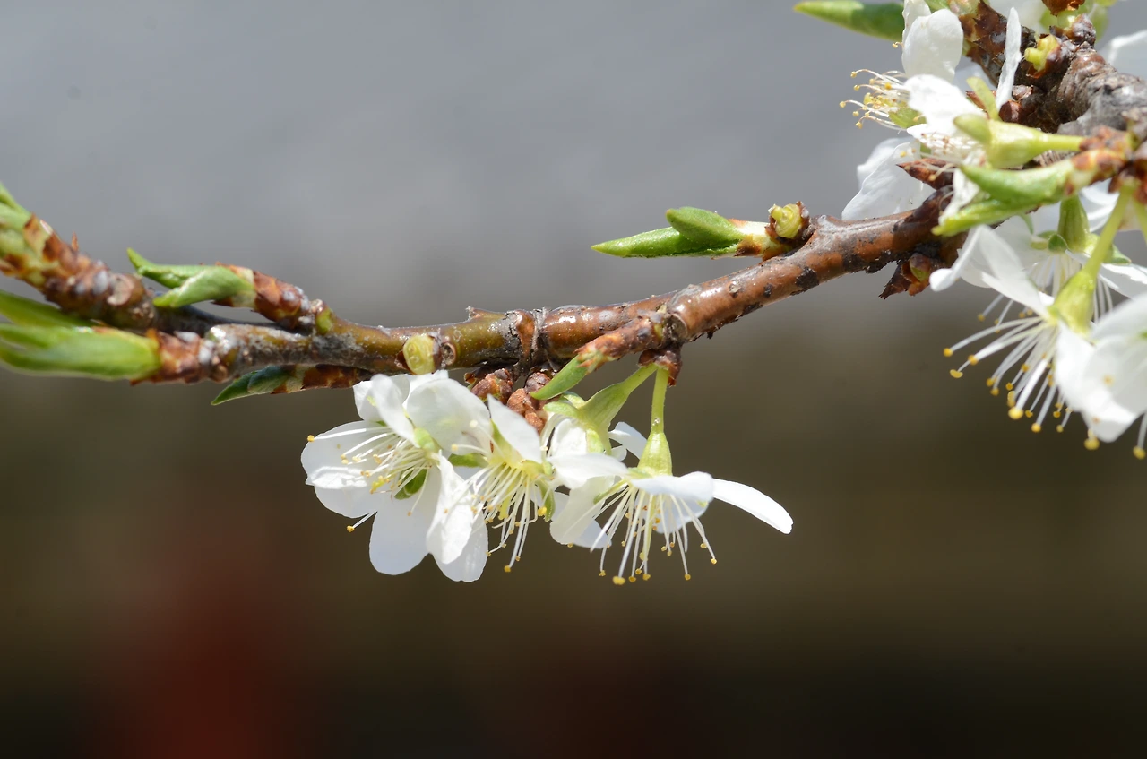 자두나무 (3).JPG