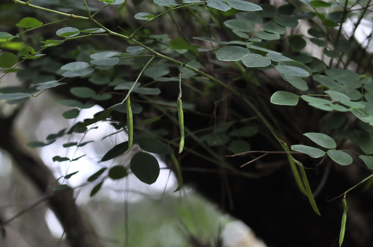 땅비싸리 (5).JPG