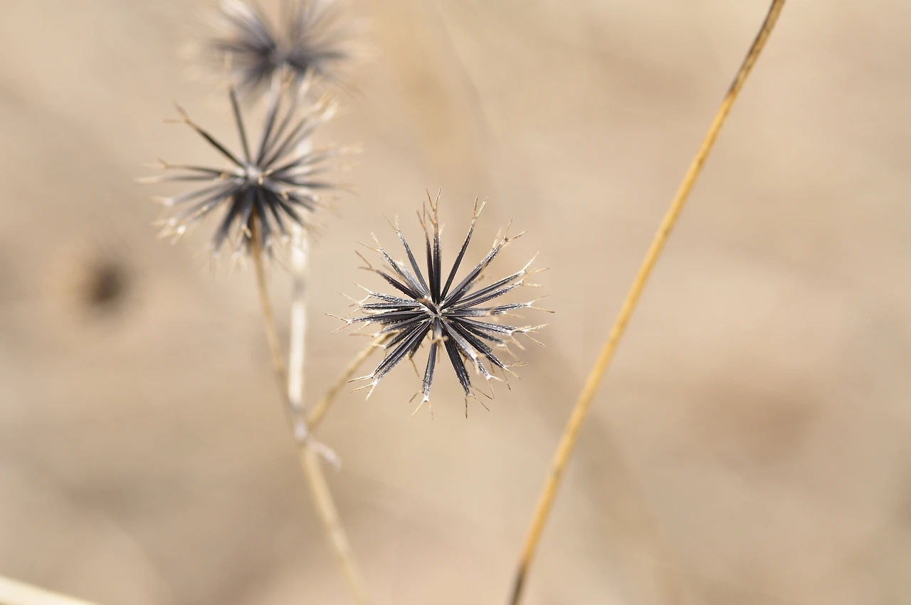 도깨비바늘 (2).JPG