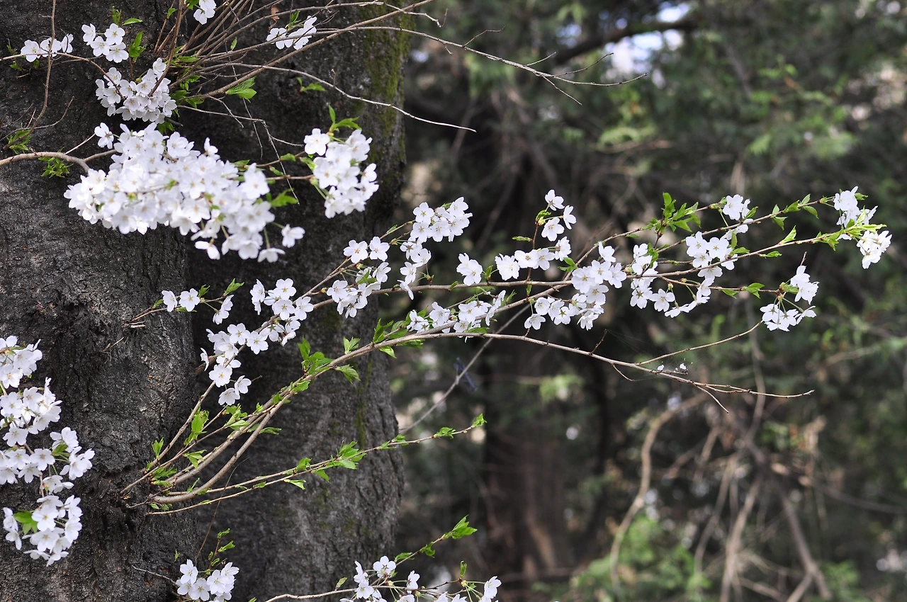 왕벚나무 (18).JPG