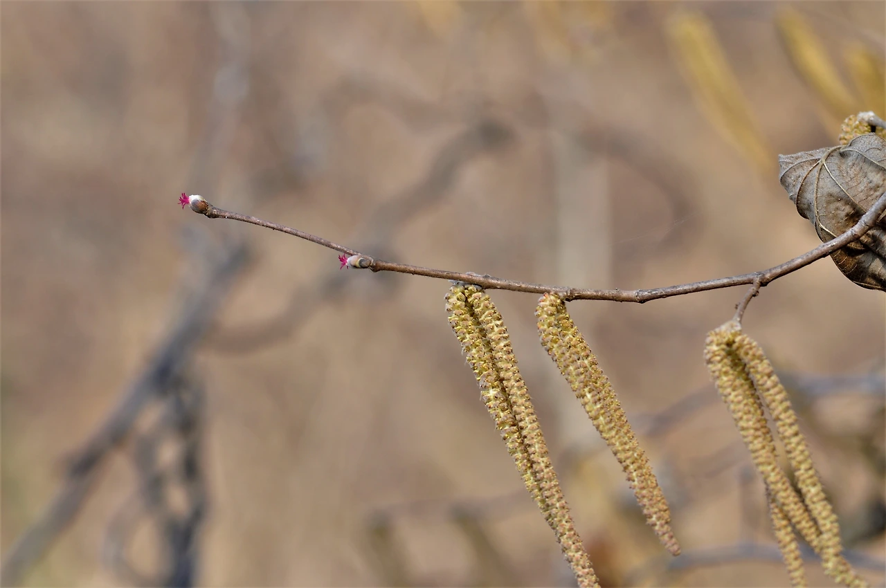 개암나무 (5).JPG