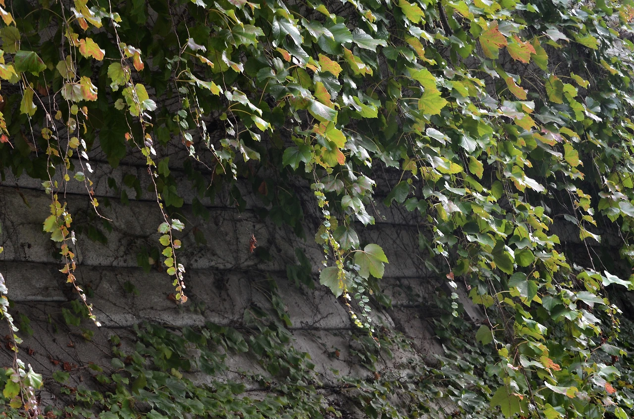 담쟁이덩굴 (5).JPG