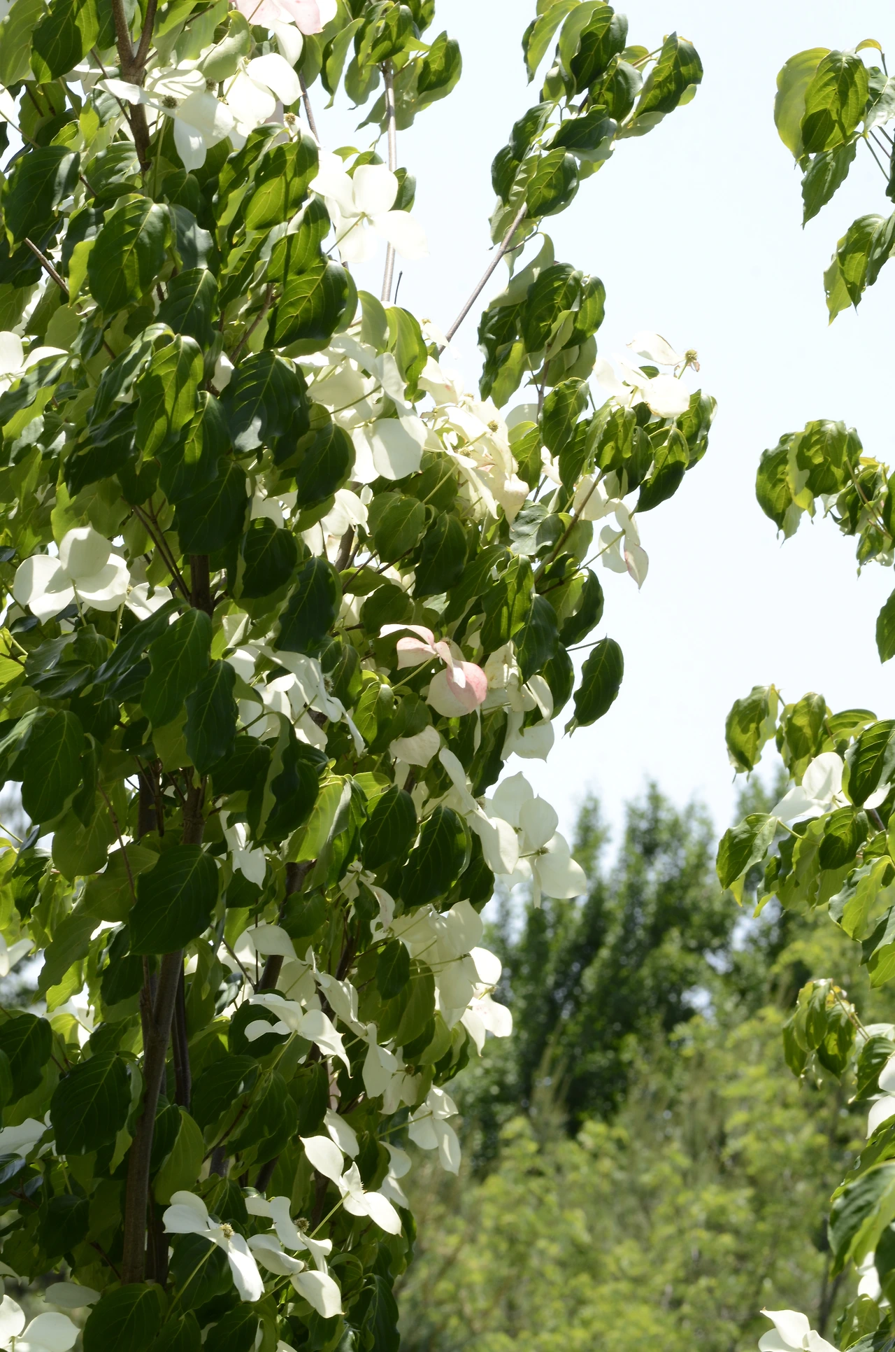 산딸나무 (3).JPG