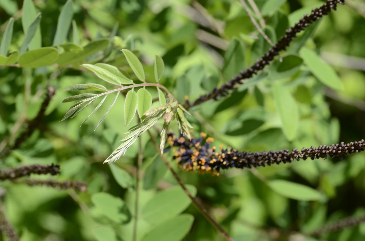 족제비싸리 (5).JPG