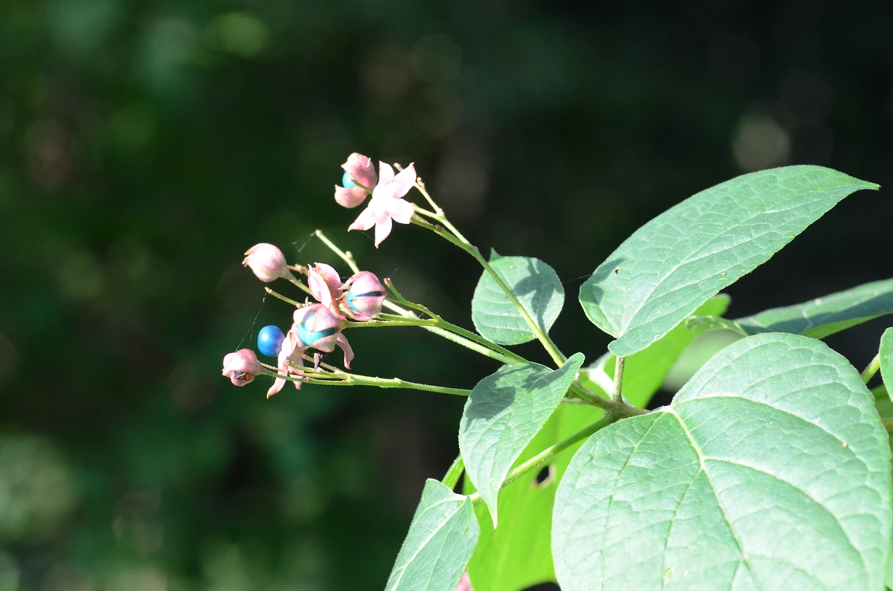 누리장나무 (3).JPG