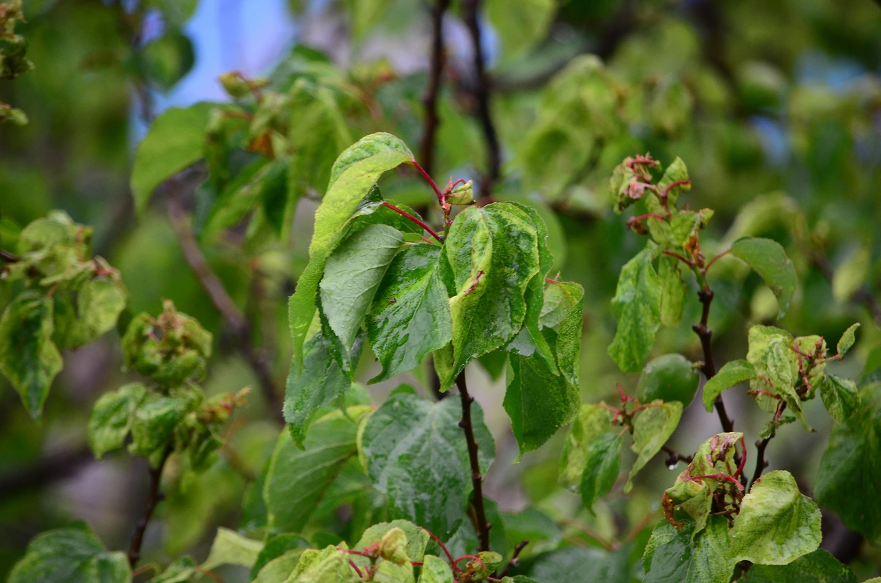 살구나무 (2).JPG