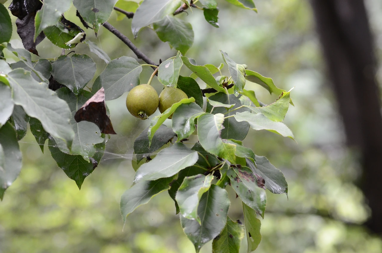 문배나무 (2).JPG