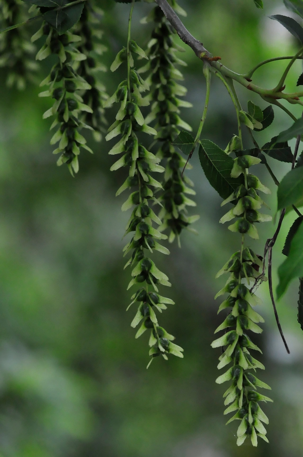 중국굴피나무 (2).JPG