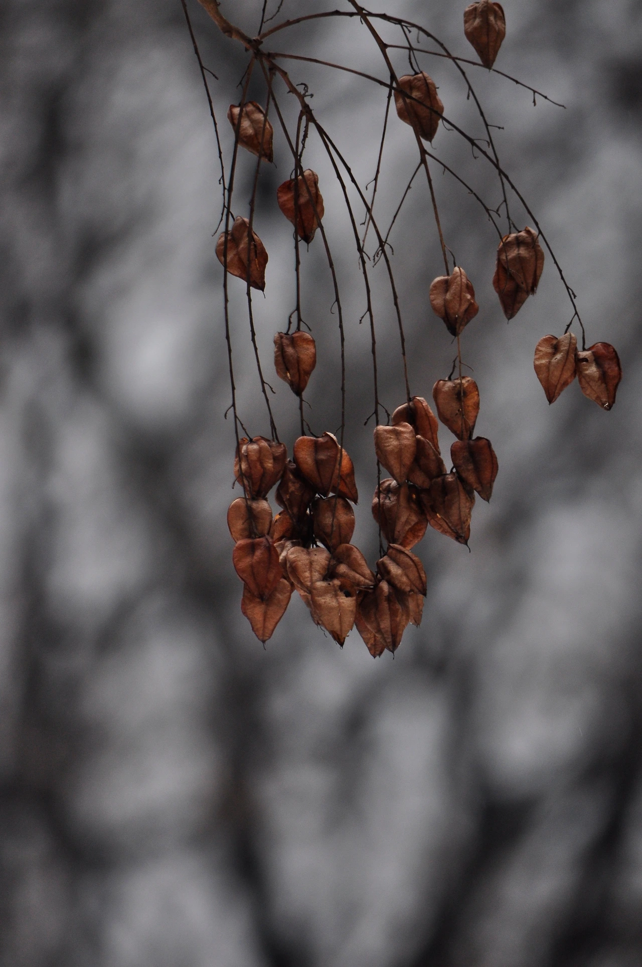 모감주나무(열매) (2).JPG