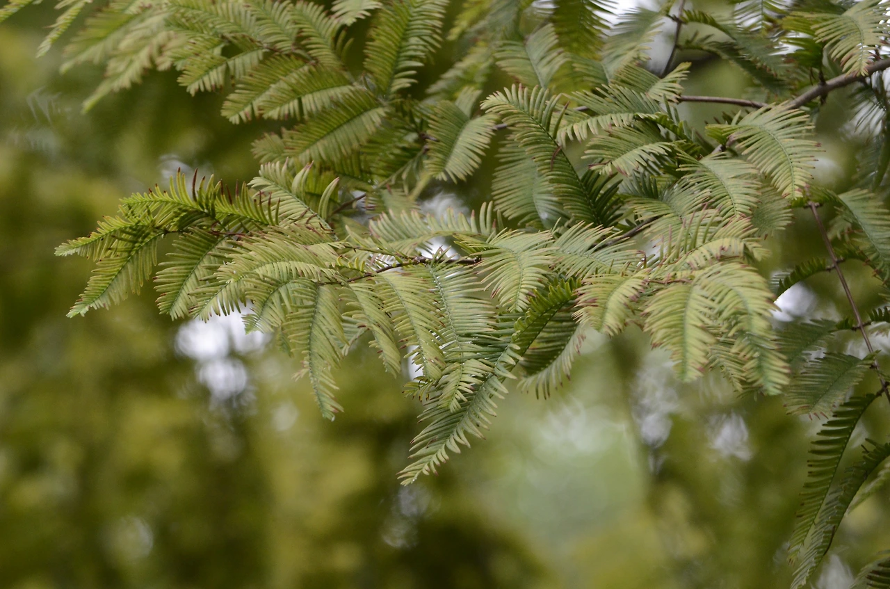 메타세쿼이아 (10).JPG