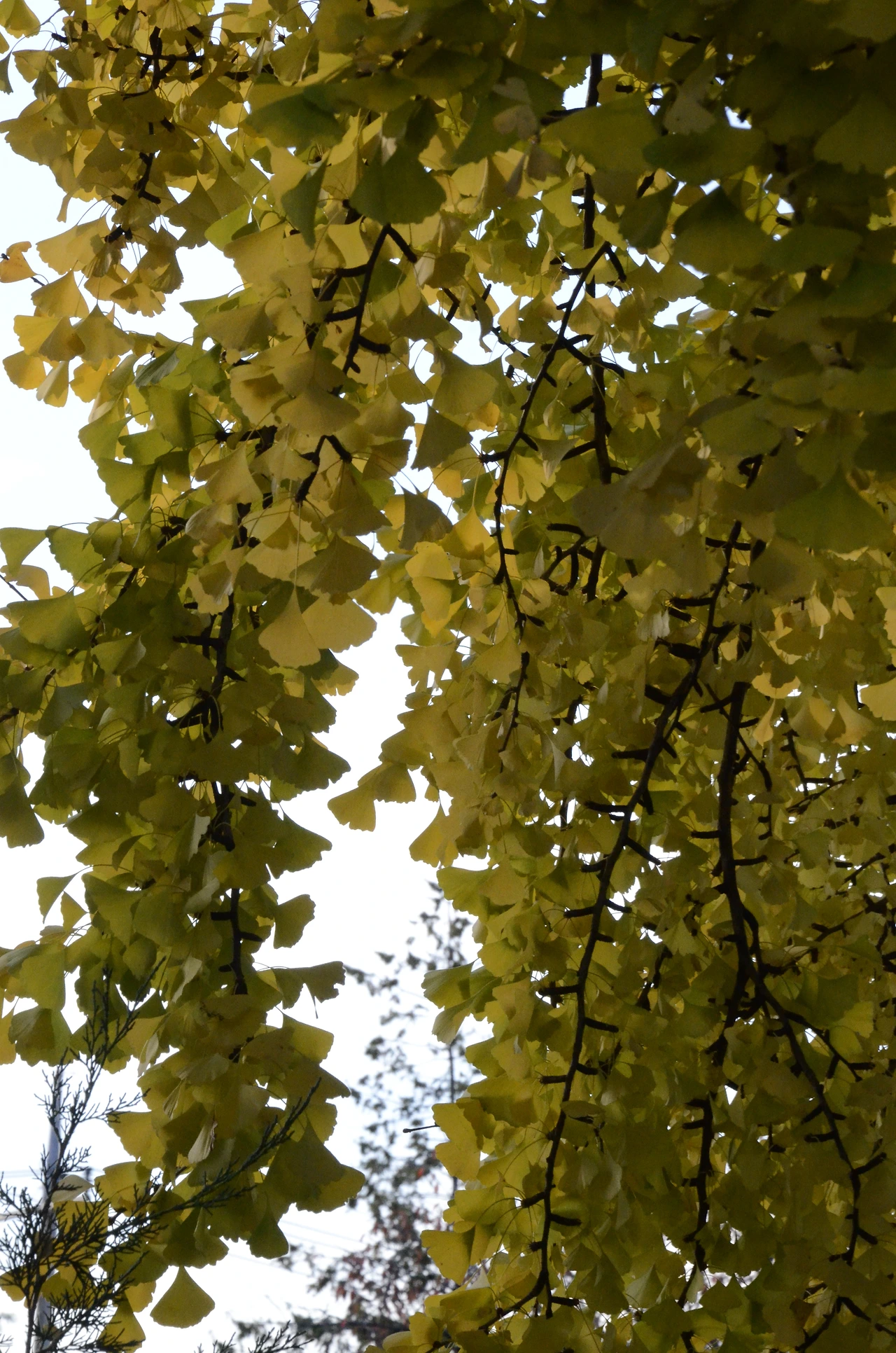 은행나무 (11).JPG