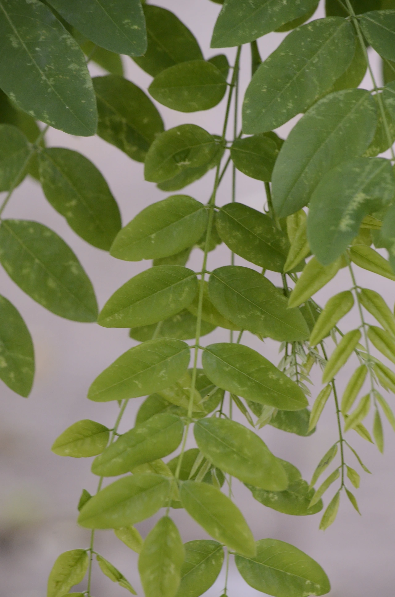 회화나무 (4).JPG