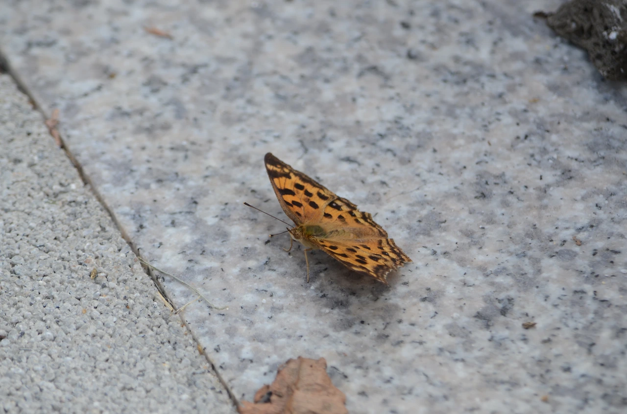 네발나비 (2).JPG