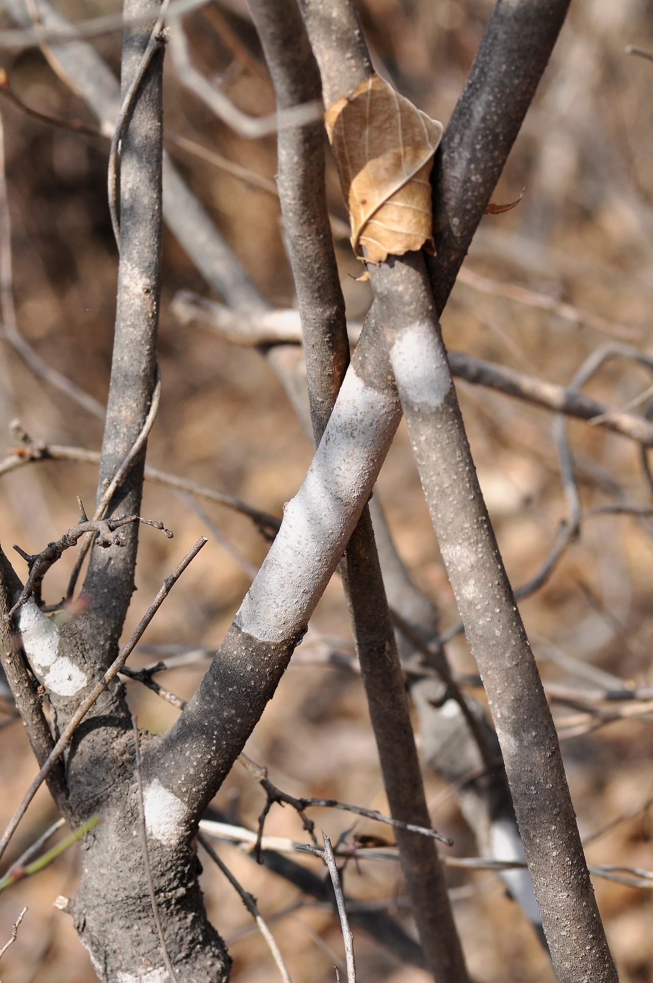 생강나무 (4).JPG