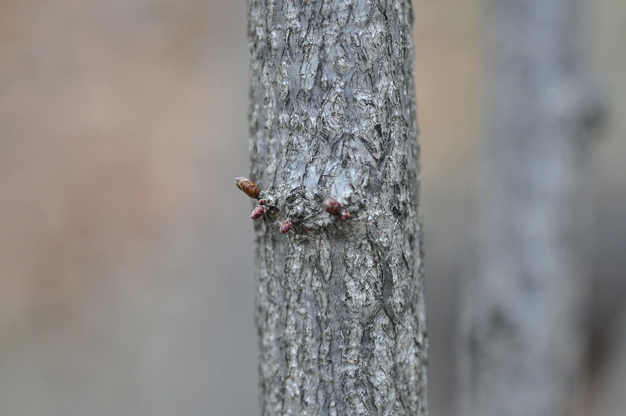 개암나무_수피 (2).JPG