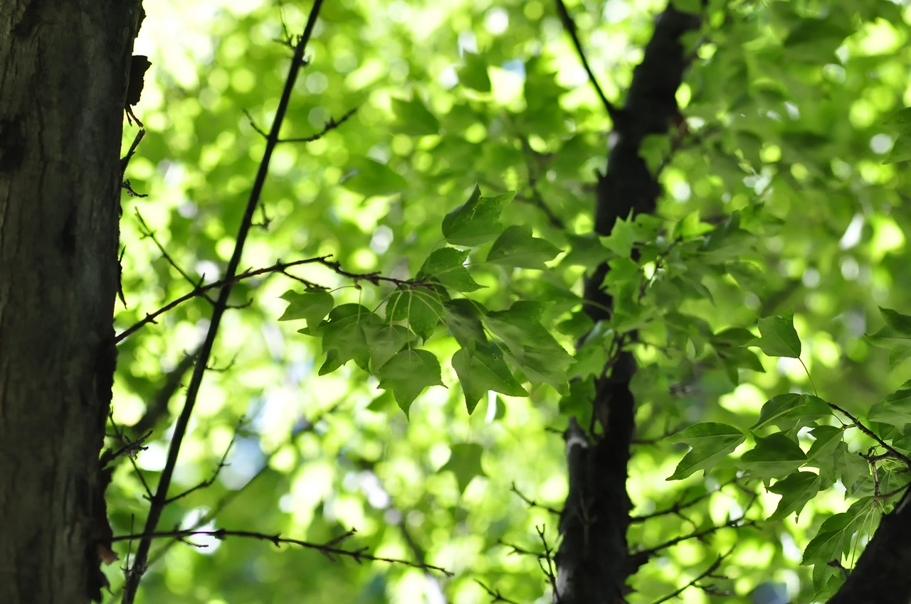 중국단풍나무 (4).JPG