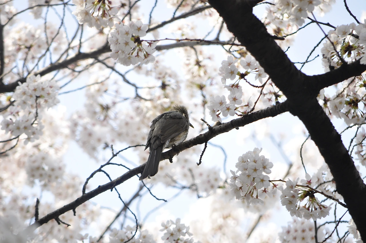 직박구리 (3).JPG