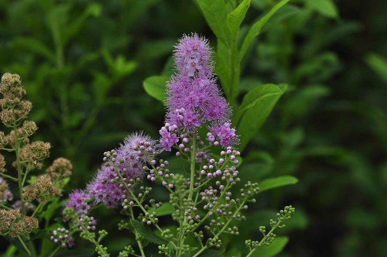 꼬리조팝나무 (4).JPG