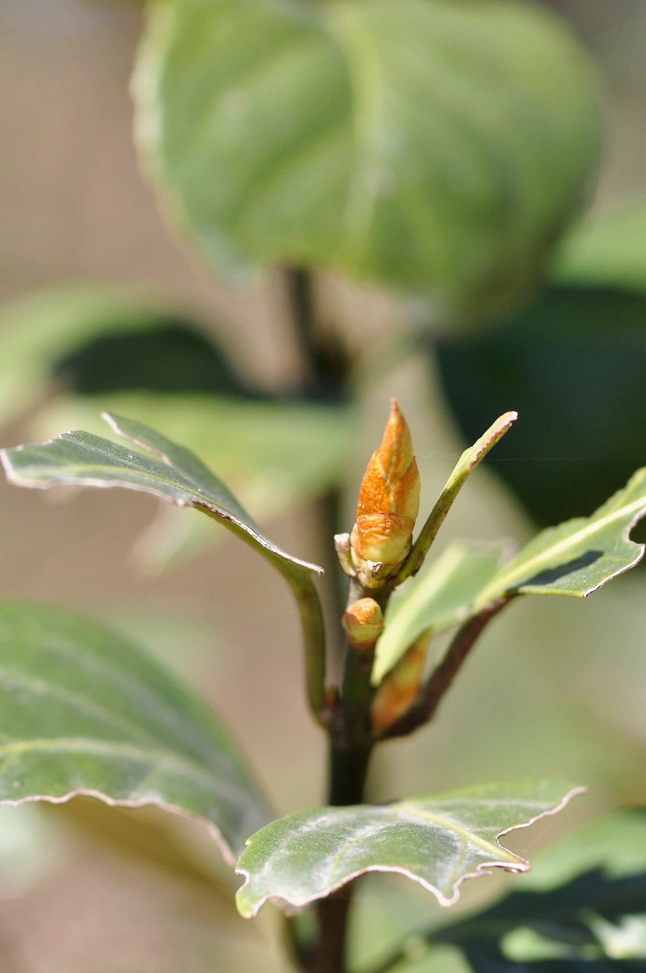 사철나무 (2).JPG