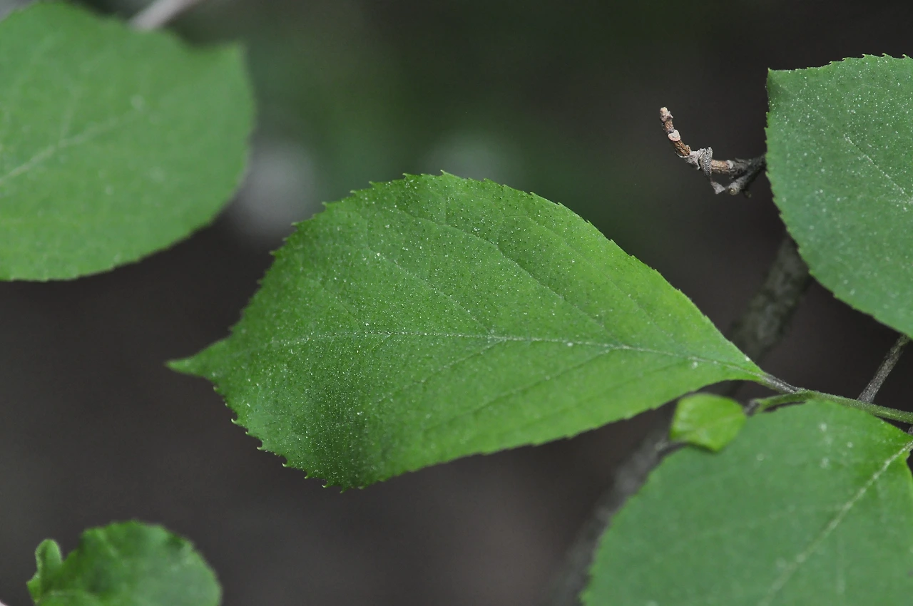 노린재나무 (6).JPG