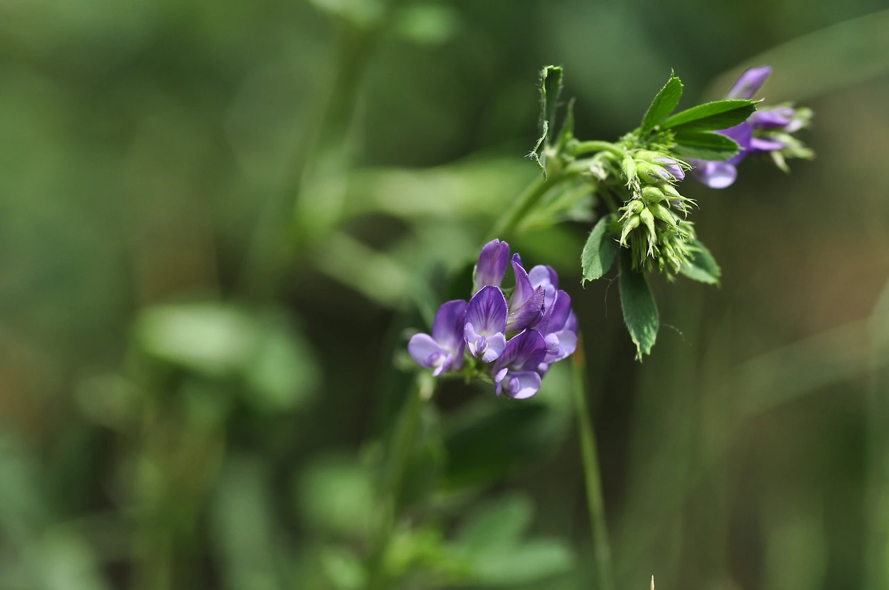 자주개자리 (4).JPG