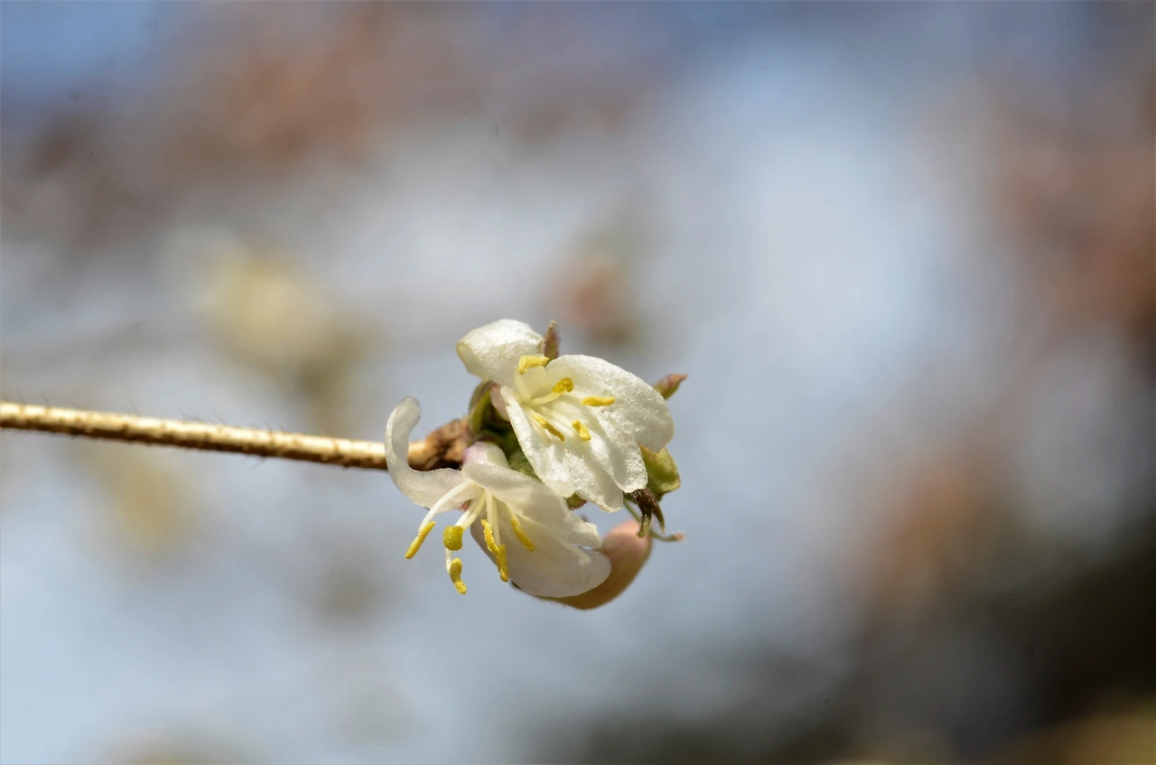 산괴불나무 (6).JPG