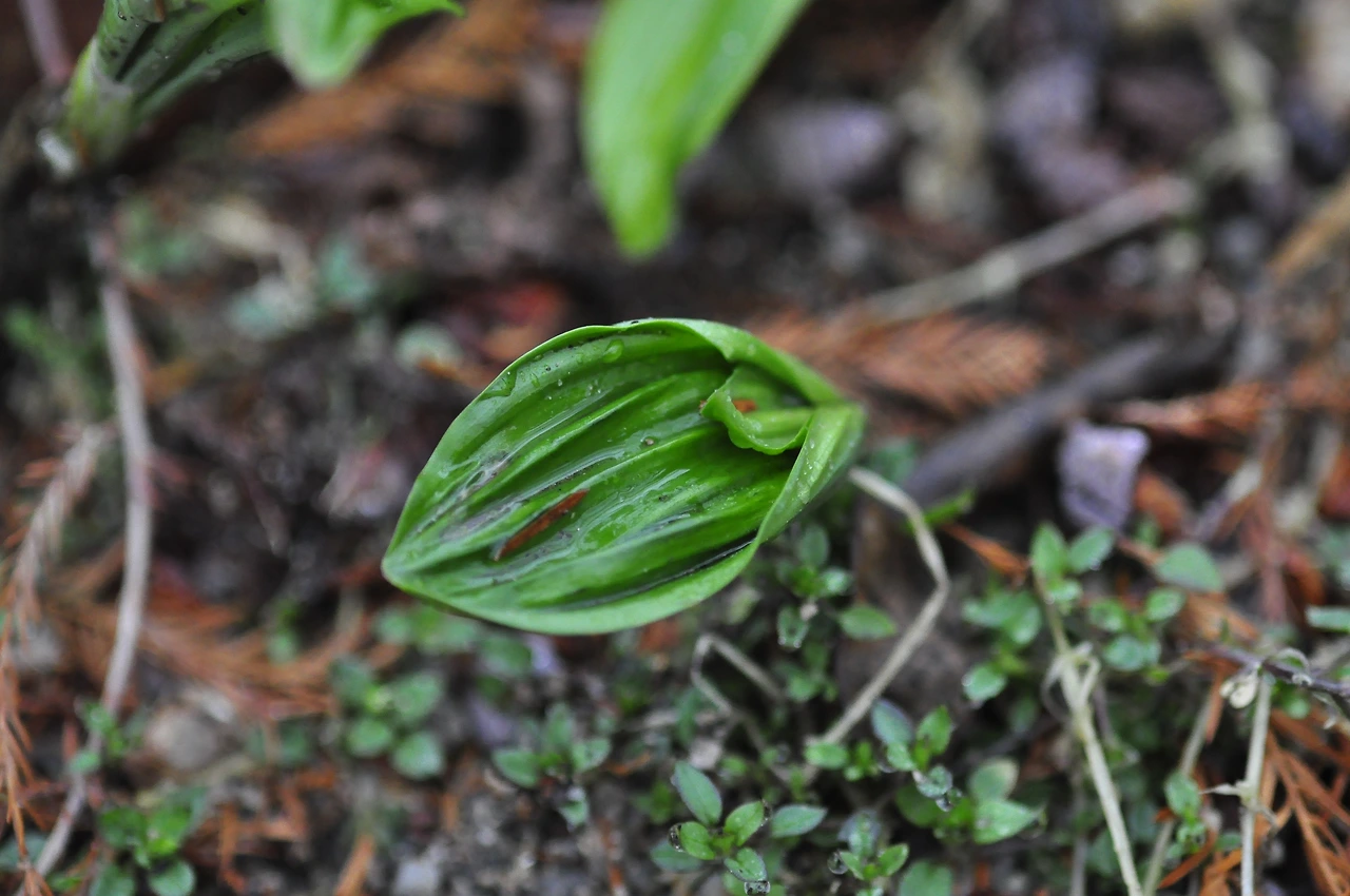 앉은부채_잎 (2).JPG