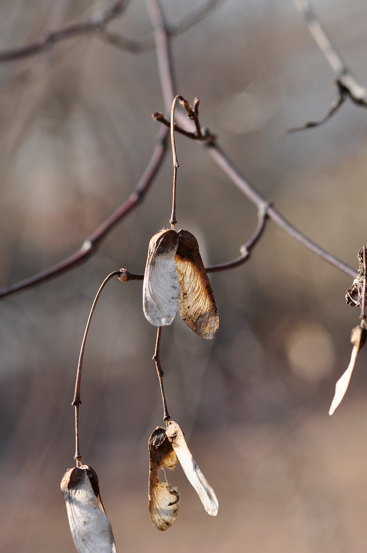 단풍나무 (2).JPG