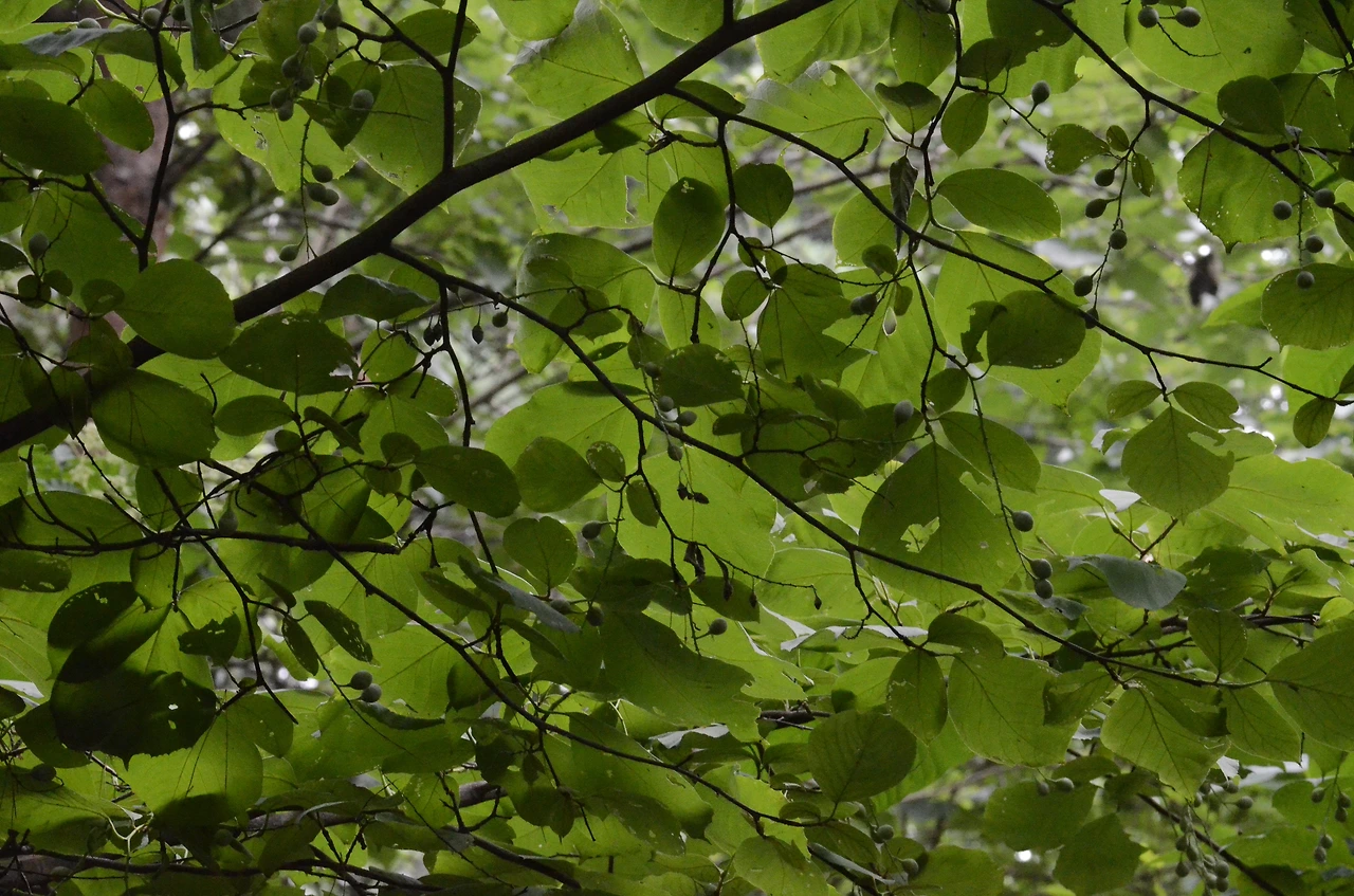 쪽동백나무 (2).JPG