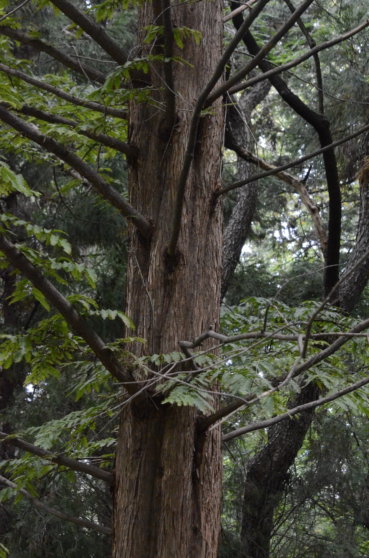 메타세쿼이아 (13).JPG